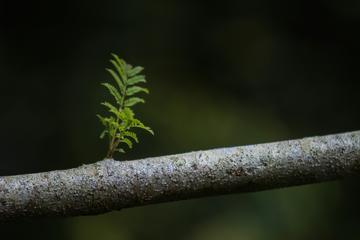 branch with green leave