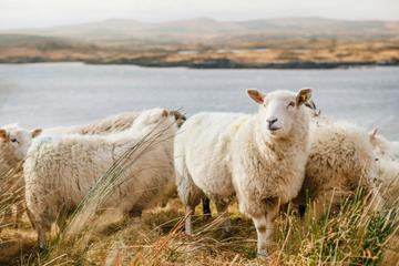 Happy sheep.