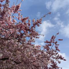 Spring in Stockholm with the cherry trees from Kungsträdgården - Picture by @maxulysse 2021-04-27