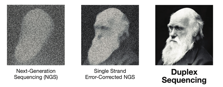 Charles Darwin in three pictures: blurry on the left showing vanilla NGS, in the middle slightly more clear with single-strand error-corrected NGS, and on the right very clear with duplex sequencing.  From : Novel DNA Standards for Assessing Technical Sensitivity and Reproducibility Duplex Sequencing Mutagenesis Assays. TwinStrand Biosciences. Retrieved May 20 2024.