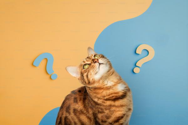 Cat wondering between two question marks