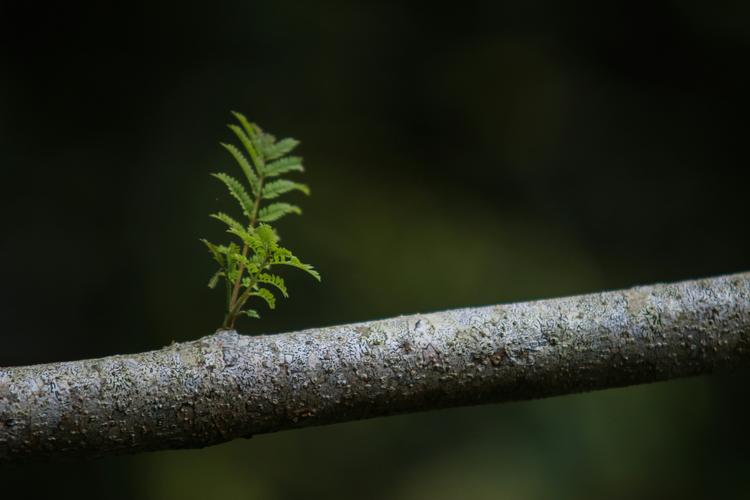 branch with green leave